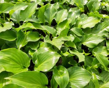 Hosta  'Invincible'