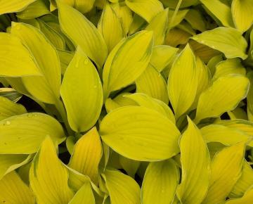 Hosta  'Janet'