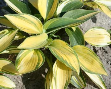 Hosta  'June' PBR