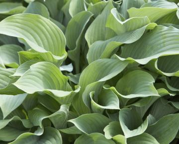Hosta  'Krossa Regal'