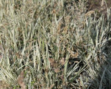 Holcus mollis 'Albovariegatus'