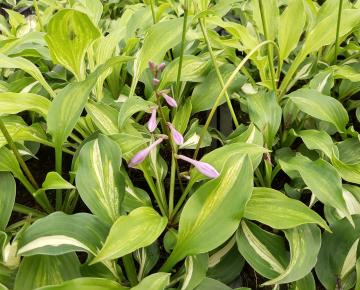 Hosta undulata 'Mediovariegata'