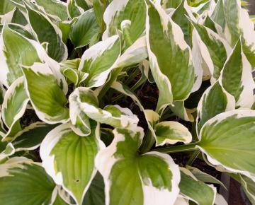 Hosta  'Minuteman'