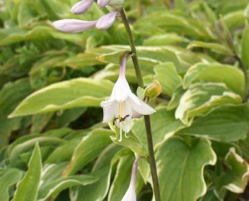 Hosta fortunei (x) 'Moerheimii'