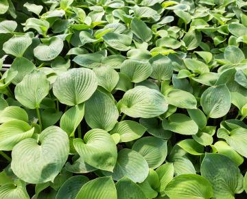 Hosta fortunei (x) 'Obscura'