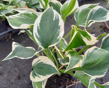 Hosta fortunei (x) 'Patriot'