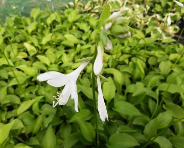 Hosta  'Royal Standard'