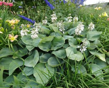 Hosta sieboldiana 'Elegans' (scheur)
