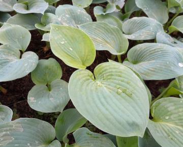 Hosta sieboldiana