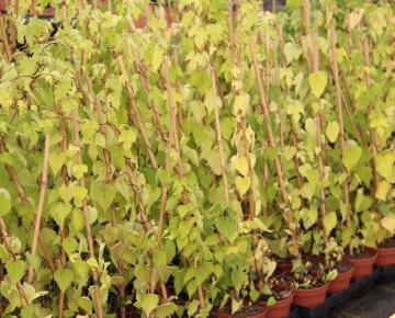 Humulus lupulus 1.5l.