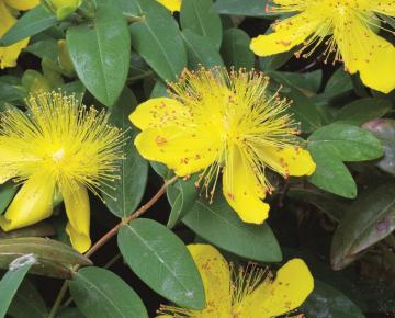 Hypericum calycinum
