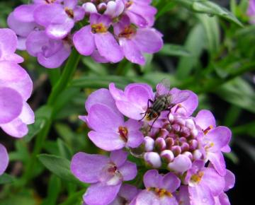 Iberis sempervirens 'Absolutely Amethyst'