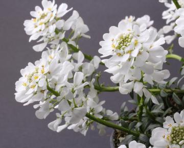 Iberis sempervirens 'Appen-Etz'