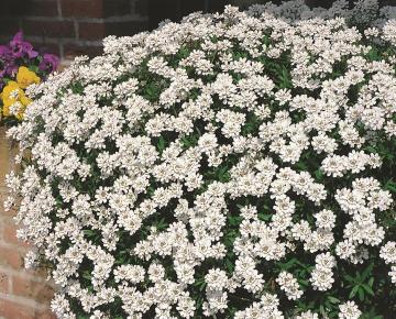 Iberis sempervirens 'Fischbeck'