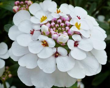 Iberis sempervirens 'Masterpiece' PBR