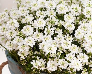 Iberis sempervirens 'Nevina'