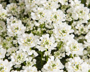 Iberis sempervirens 'Zwergschneeflocke'