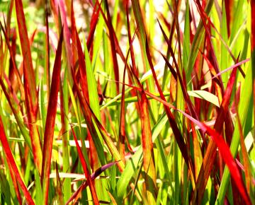 Imperata cylindrica 'Red Baron'