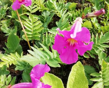 Incarvillea delavayi