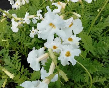Incarvillea delavayi 'Snowtop'