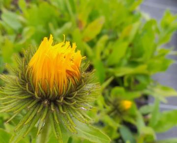 Inula orientalis 'Grandiflora'