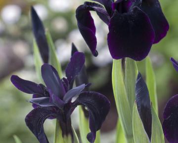 Iris chrysographes 'Black Form'