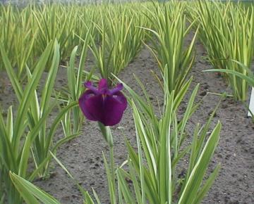 Iris ensata 'Variegata'