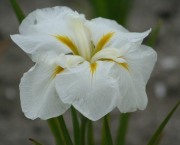 Iris ensata 'White Ladies'