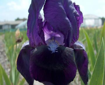 Iris germanica 'Black Knight'