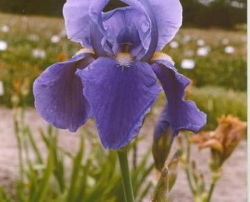 Iris germanica 'Blue Rhythm'