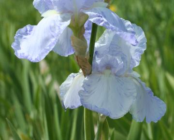 Iris germanica 'Blue Sapphire'