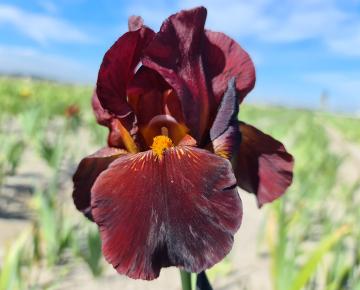 Iris germanica 'Caldron'