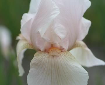 Iris germanica 'Constant Wattez'