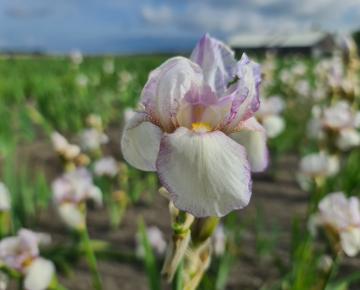 Iris germanica 'Doll Ribbons'