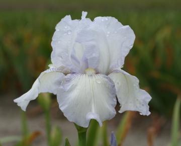 Iris germanica 'English Cottage'