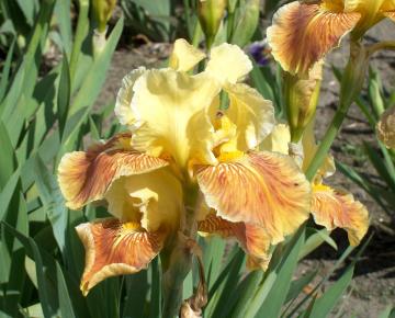 Iris germanica 'Golden Muffin'