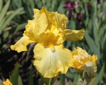 Iris germanica 'Harvest of Memories'