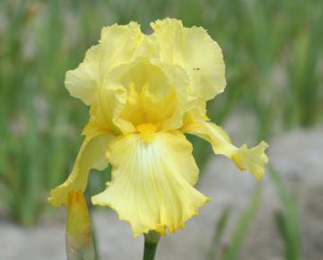 Iris germanica 'Lime Fizz'