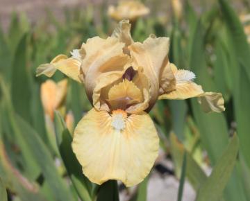 Iris germanica 'Lena Mae'