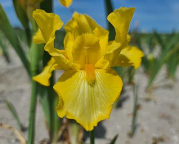 Iris germanica 'Magic Memories'