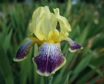 Iris germanica 'Nibelungen'