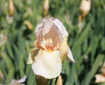 Iris germanica 'Nel Jape'