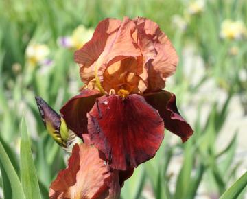 Iris germanica 'Natchez Trace'