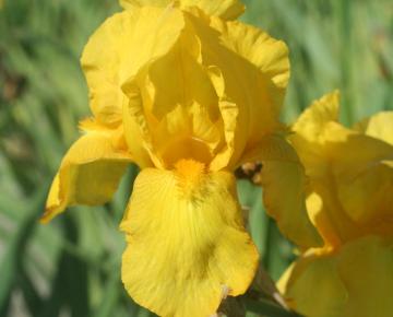 Iris germanica 'Ola Kala'