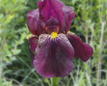Iris germanica 'Red Orchid'