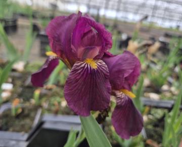 Iris germanica 'Red Orchid'