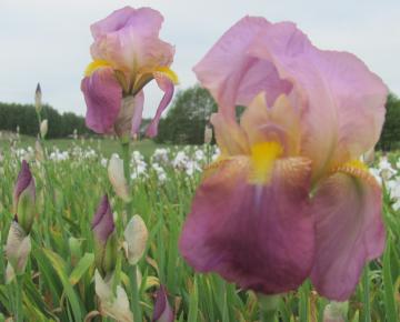 Iris germanica 'Rosa'