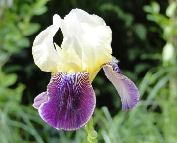 Iris germanica 'Salonique'