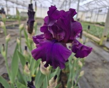 Iris germanica 'Sultry Mood'