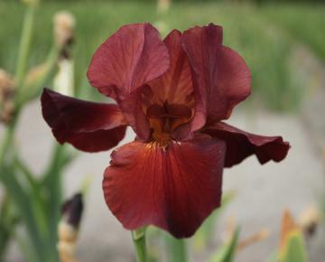 Iris germanica 'Sultan's Palace'